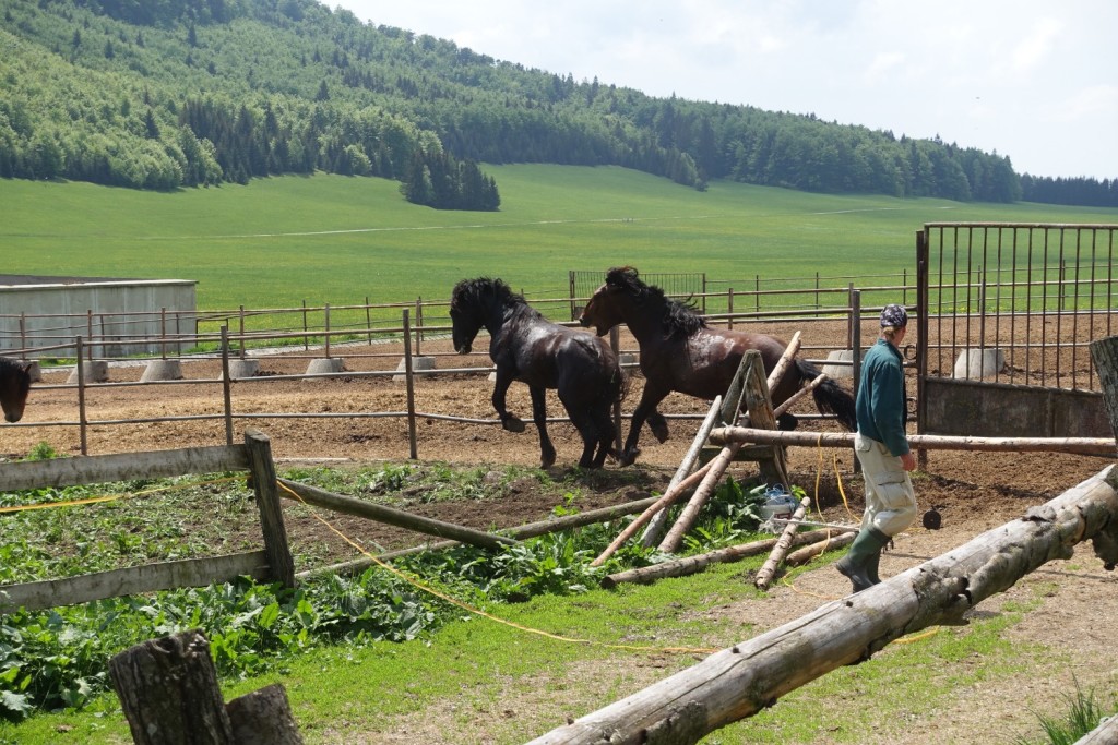 Einer durchbrach sogar die Abzäunung - wow, waren wir da schnell weg!