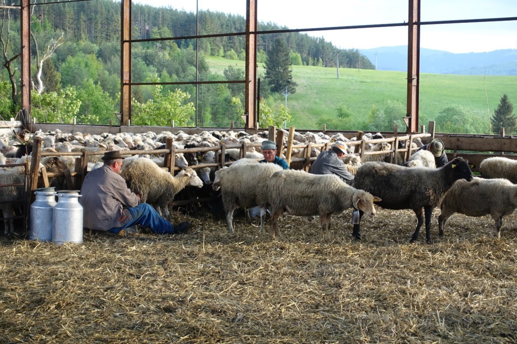 angeblich müssen mehrmals täglich rund 400 Schafe händisch gemolken werden - von nur 4 Männern!