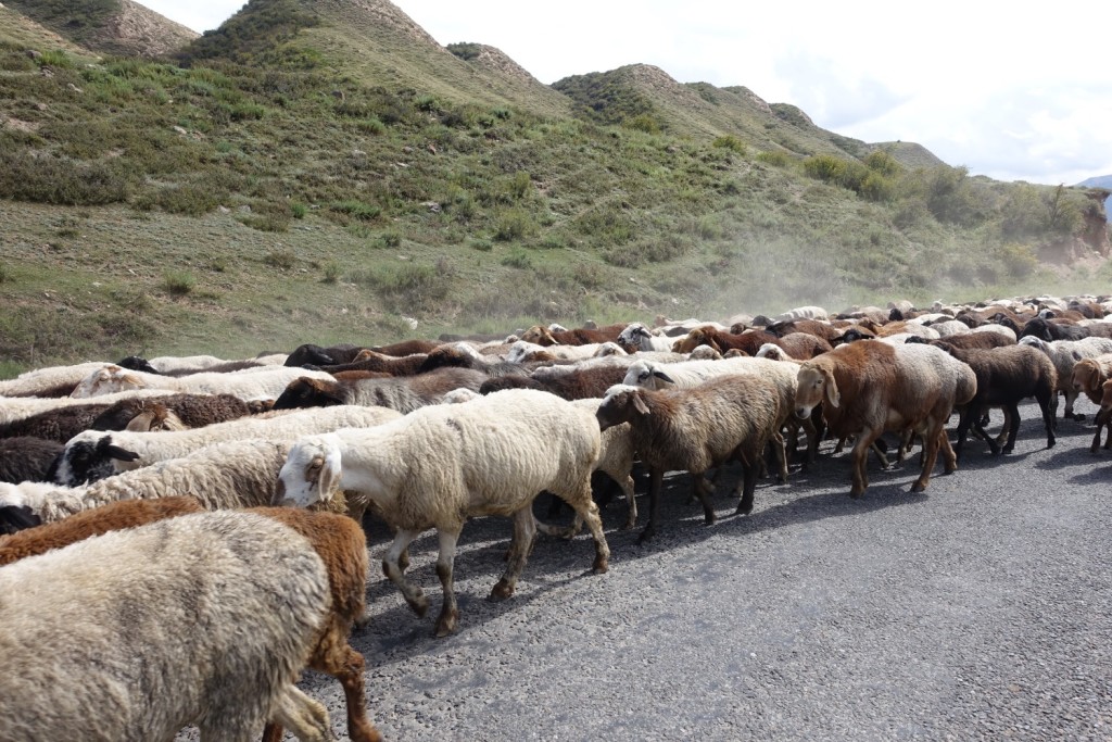 ein Schaf ist im Weg, ein Schaf ist im Weg