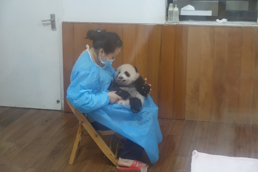 der Kleinkind-Panda wird gefüttert :-)