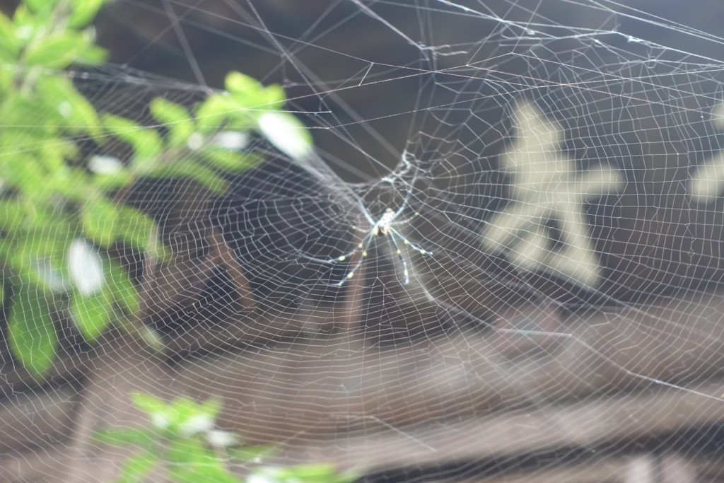 eine kleine Spinne