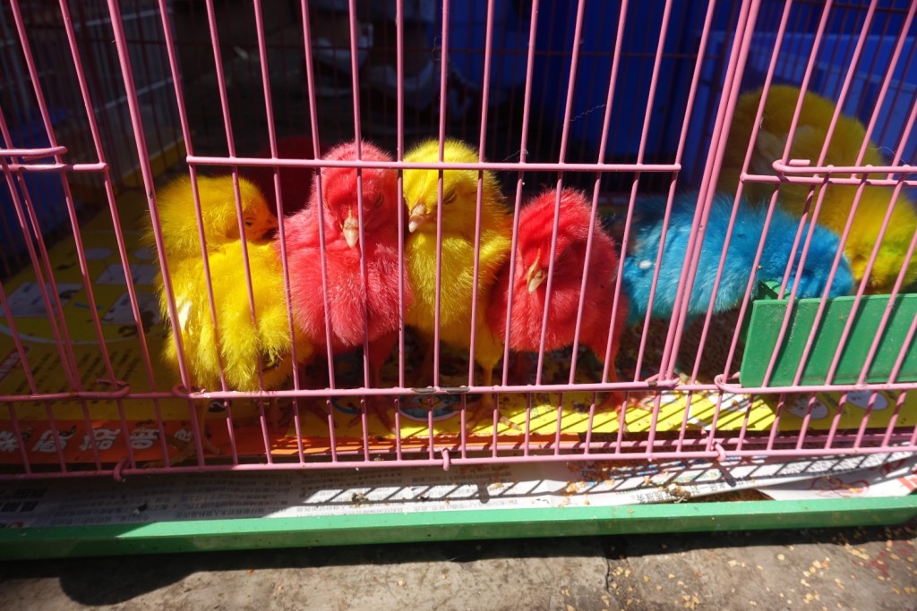 gefärbte Vögel
