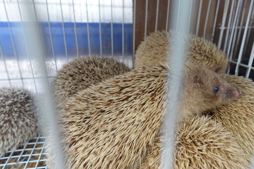 ängstliche Igel