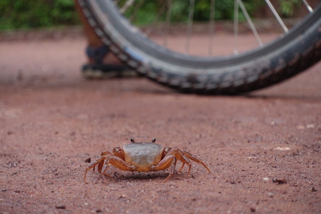 a crab, right in the middle of the road