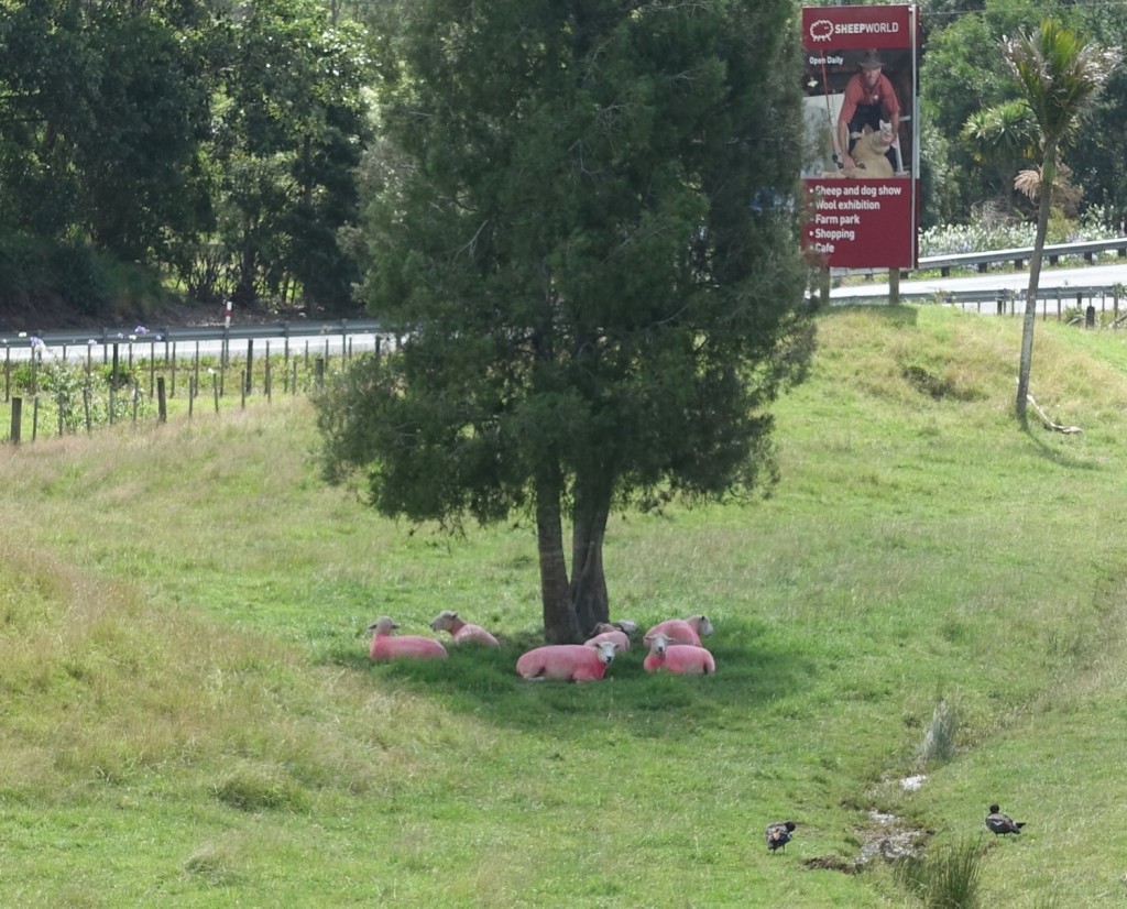 rosa Schafe bei Sheepworld
