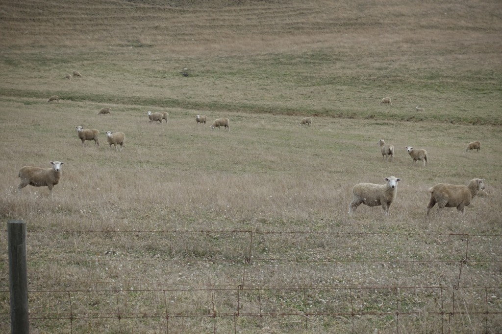 yes, these are not kangaroos